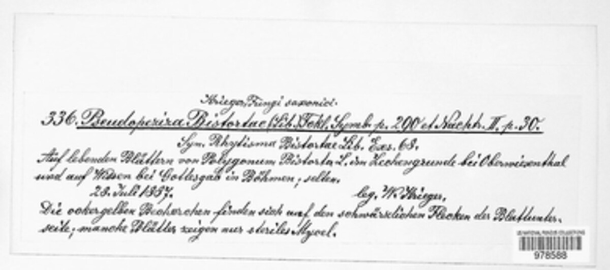 Pseudopeziza bistortae image